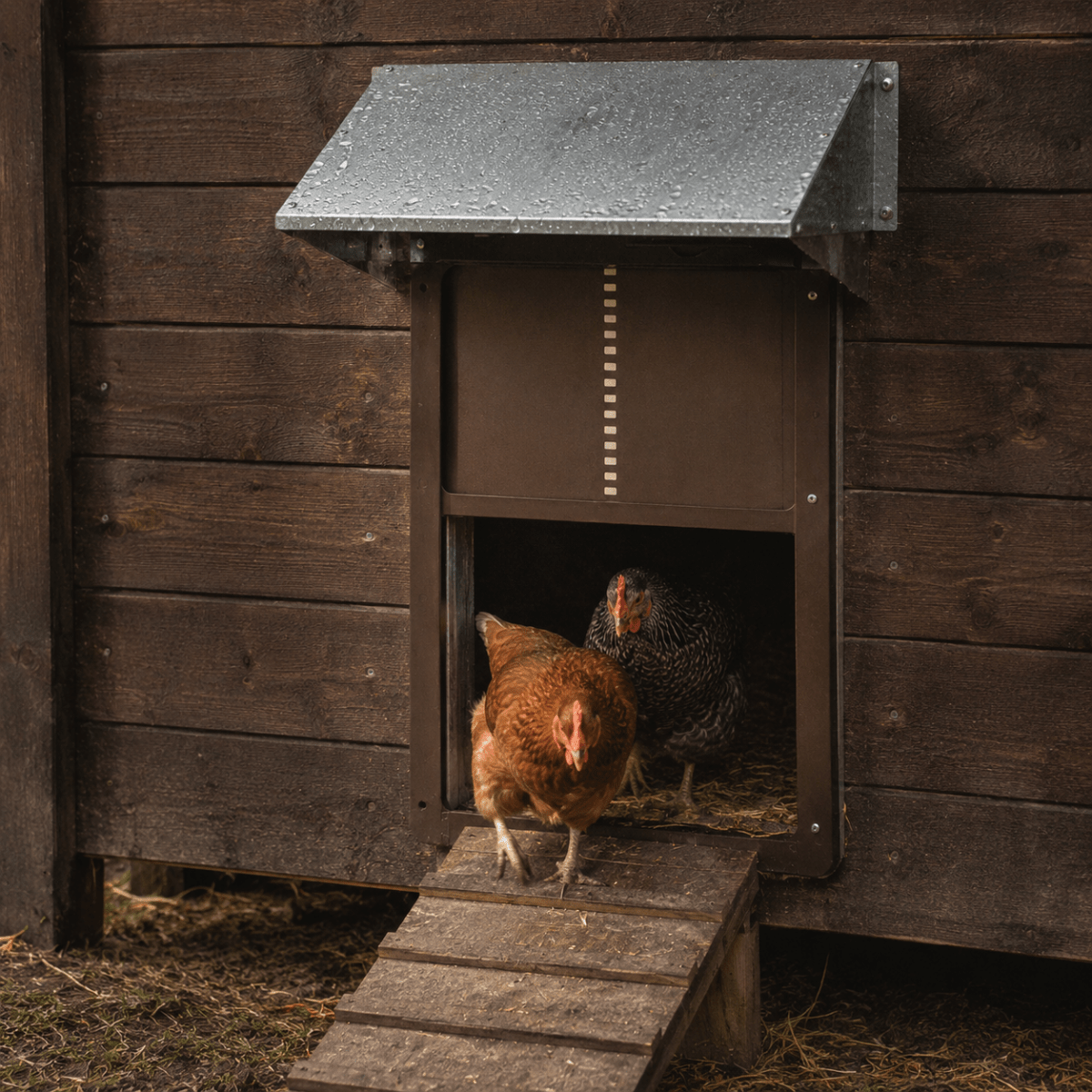 HENSAFE – Automatic chicken coop door with light sensor and weather protection