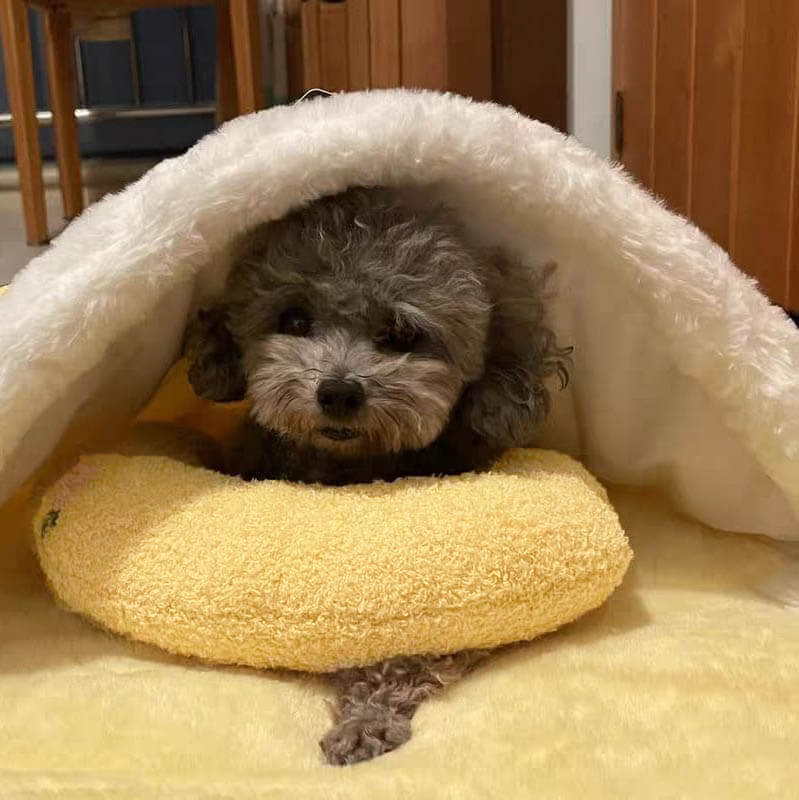 Petease Luxus - orthopädisches Hundkissen für Komfort-5