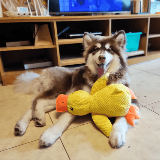 SnuggleBeak pluche speelgoed voor honden | zacht piepend eendje | duurzaam knuffeldier | comfortspeelgoed | hondenaccessoires