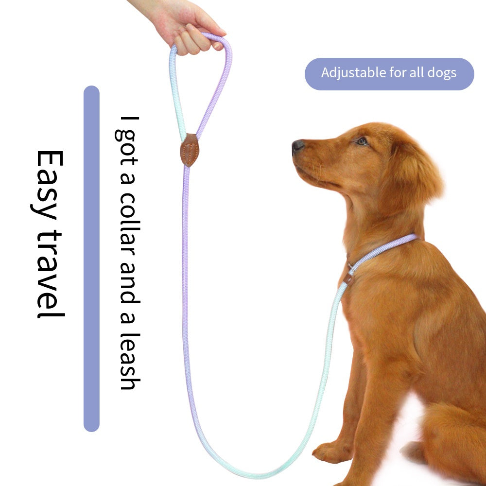 COLORLEASH – Kleurrijke hondenriem voor stijlvolle wandelingen