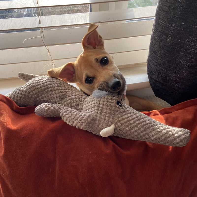 Onverwoestbaar Hondenspeelgoed – Onverwoestbaar Kauwspeelgoed voor kleine & grote honden