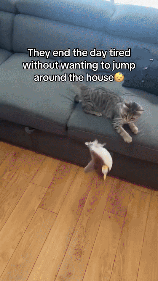 WhiskerFun Plüschspielzeug – Energiesparend, sicher & perfekt für aktive Katzen