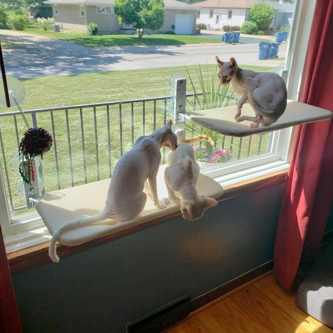 Pawperch - stilvolle Faltkatze Hanging Matte-3
