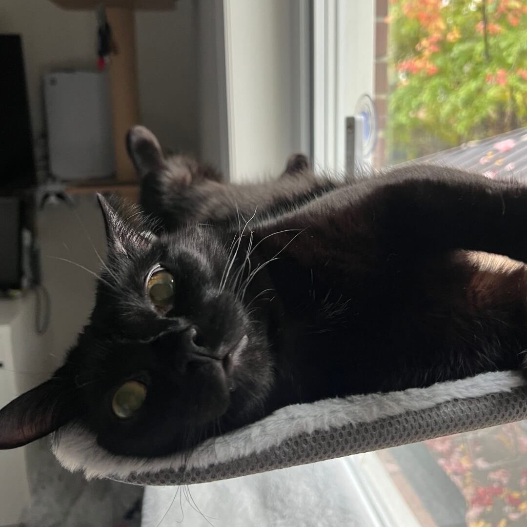Pawperch - stilvolle Faltkatze Hanging Matte-6