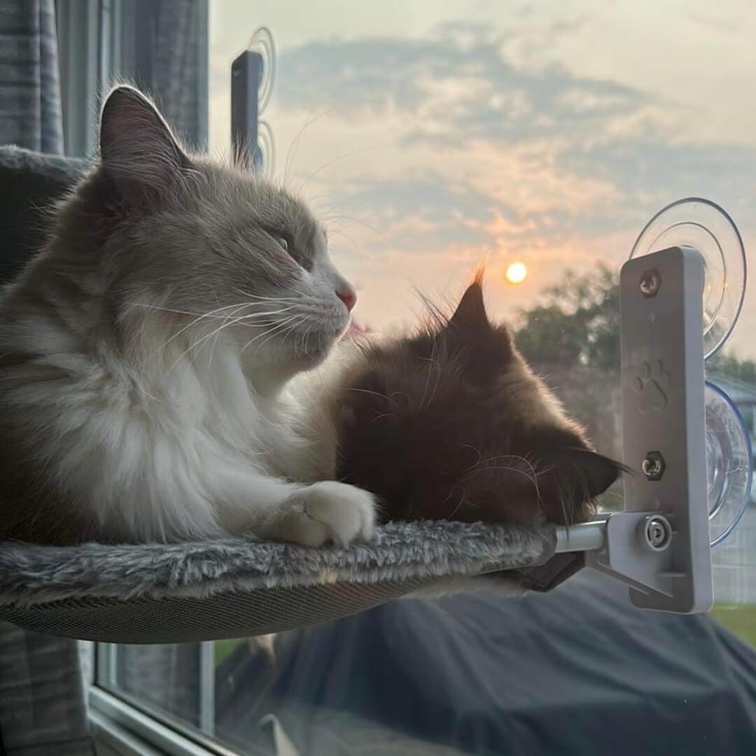 Pawperch - stilvolle Faltkatze Hanging Matte-5