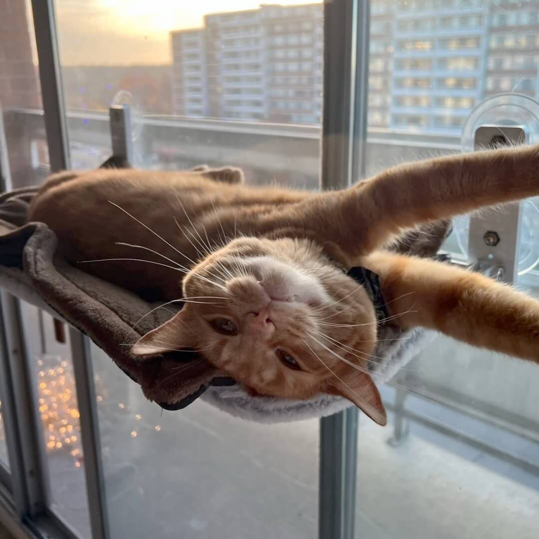 Pawperch - stilvolle Faltkatze Hanging Matte-4