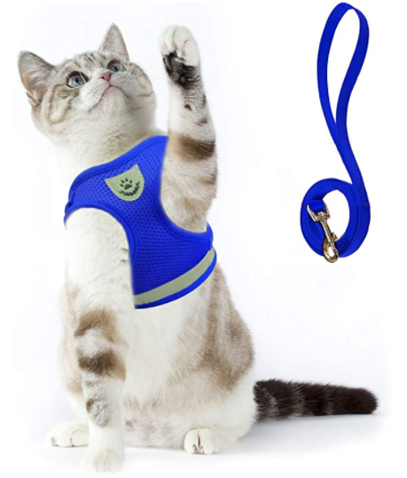 Variant image for Blau