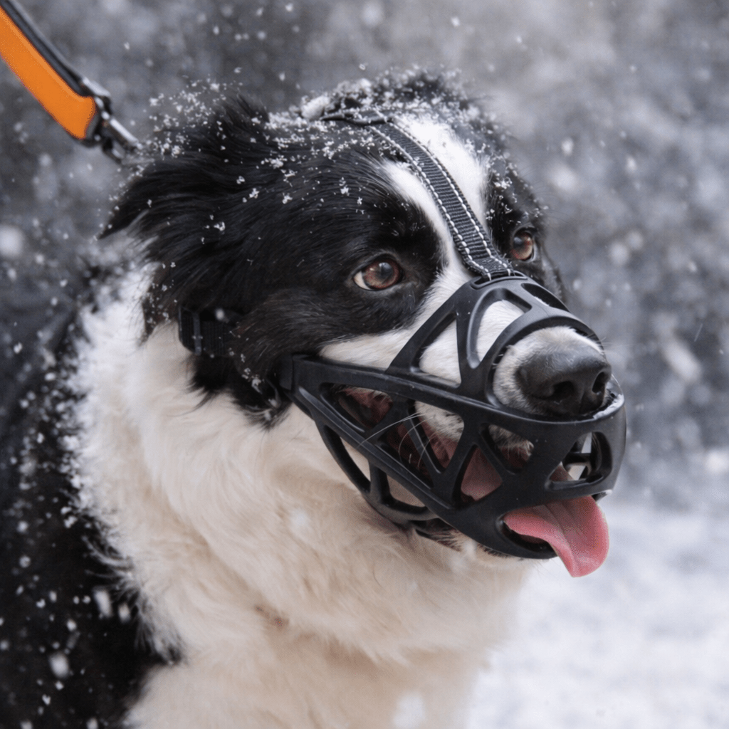 DOGORA – Museruola morbida per cani per situazioni quotidiane sicure