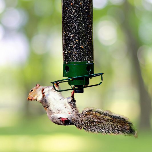 FeederGuard – Eekhoornbestendig vogelhuis met roterende zitstok