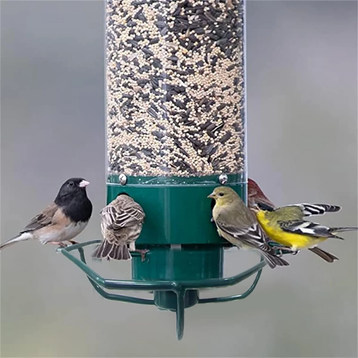 FeederGuard – Eekhoornbestendig vogelhuis met roterende zitstok