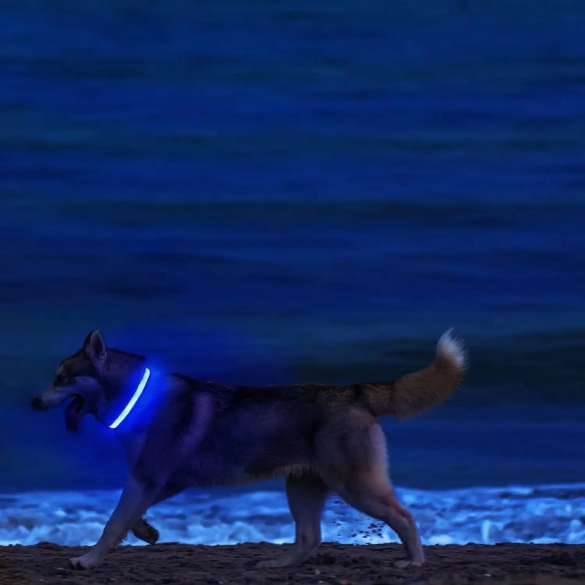 GLOWBITE – Reflektierendes LED-Halsband für Hunde, verstellbar und hell 5