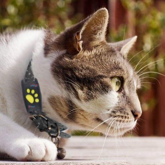 Cat GPS Tracker - real-time tracking without a subscription