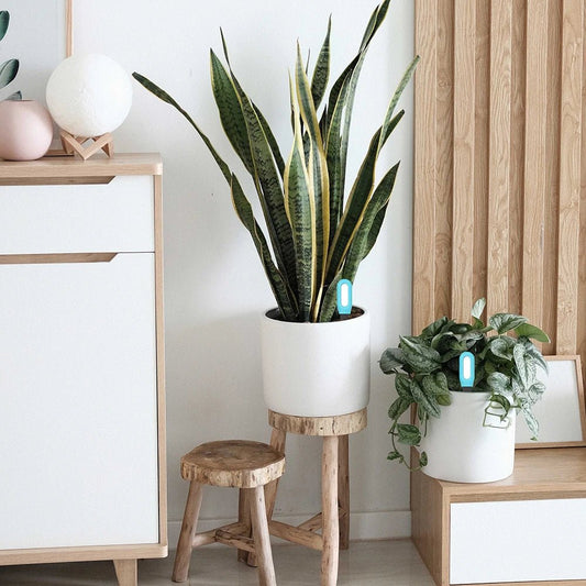 GROWTUNE – Bluetooth-Bodentester mit Feuchtigkeits- und Temperaturüberwachung 1