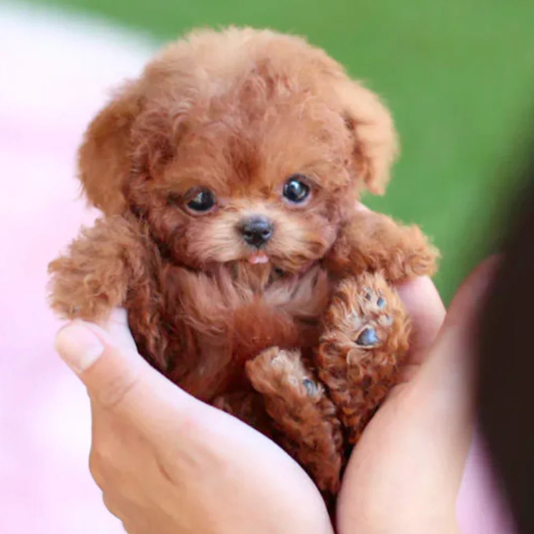CuddlePup – Chien en peluche interactif avec mouvements réalistes