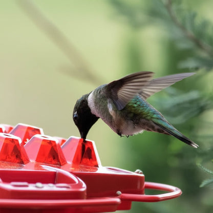 Mary's Feeders - Ameisensicherer Kolibri-Futterspender mit 30 Öffnungen 1