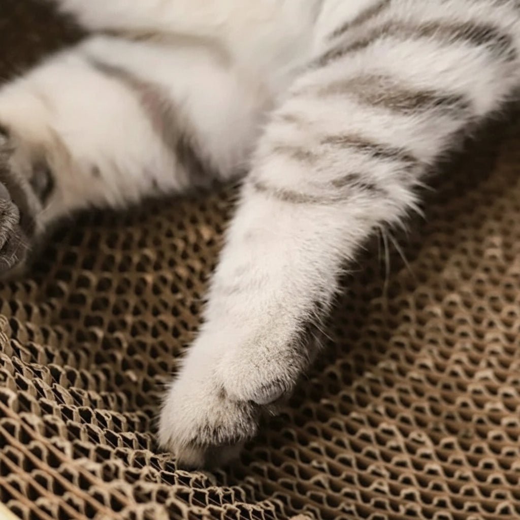 OVALSCRATCH – Mehrzweck-Kratzbrett und ovales Katzenbett aus Wellpappe 4