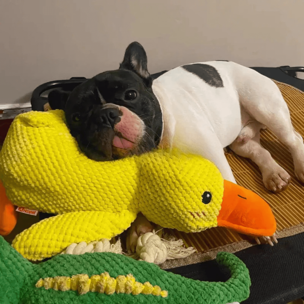 PawVerve Plush Chew Toy for Dogs | Soft Squeaky Toy for Playful and Relaxed Pets