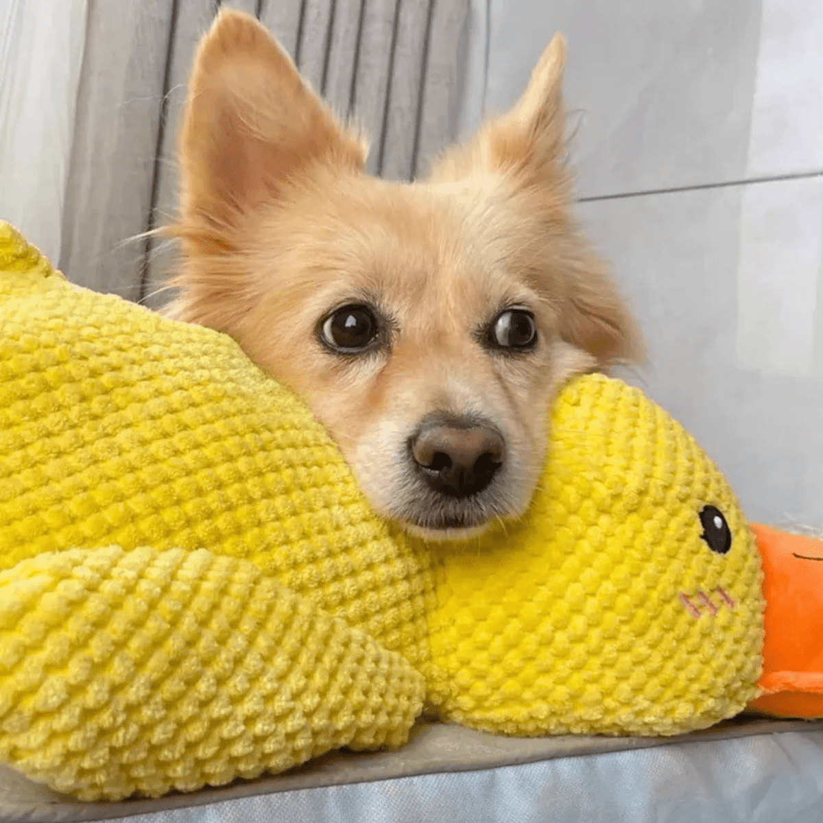 PawVerve Plush Chew Toy for Dogs | Soft Squeaky Toy for Playful and Relaxed Pets