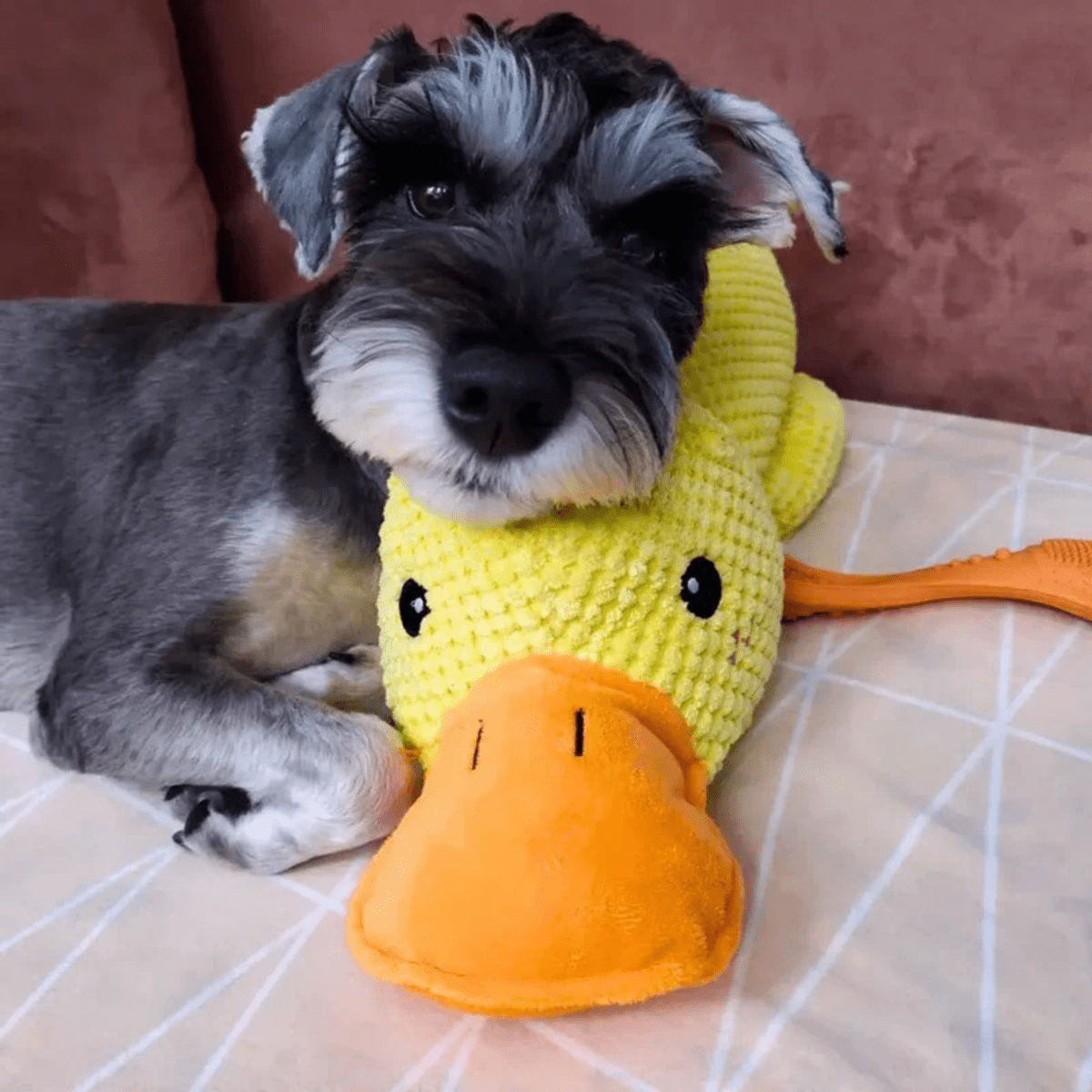 PawVerve Plush Chew Toy for Dogs | Soft Squeaky Toy for Playful and Relaxed Pets