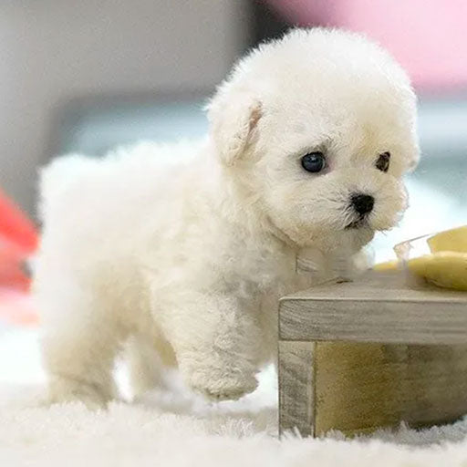 Interactive Plush Robot Dog - Chien jouet réaliste avec bruit & mouvement pour enfants