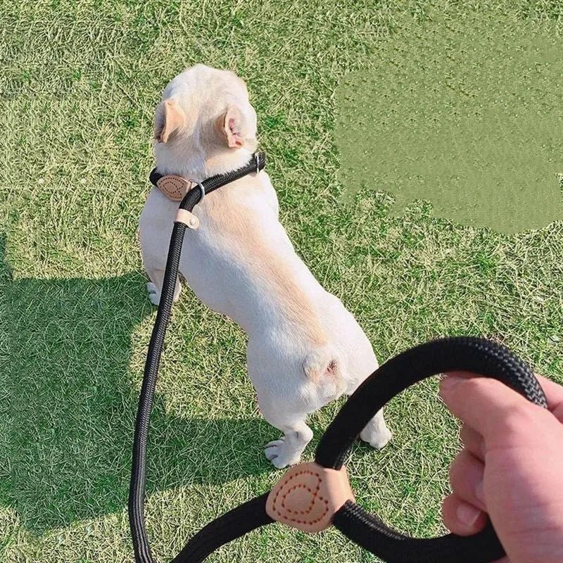 COLORLEASH – Colorful Dog Leash for Stylish Walks