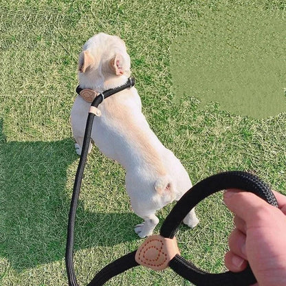 COLORLEASH – Colorful Dog Leash for Stylish Walks
