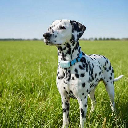SNOUTRACK – Intelligenter GPS-Haustier-Tracker mit verstellbarem Halsband für Hunde und Katzen 1