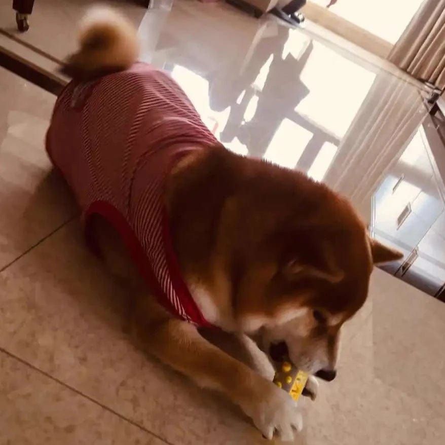 ZenDog Beruhigendes Hundespielzeug mit natürlichem Lavendel- und Kamillenduft zur Stresslinderung 7