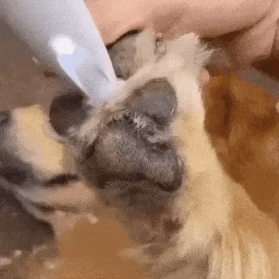 SilentPet Cortapelos – Cortador silencioso para perros para patas limpias y zonas sensibles