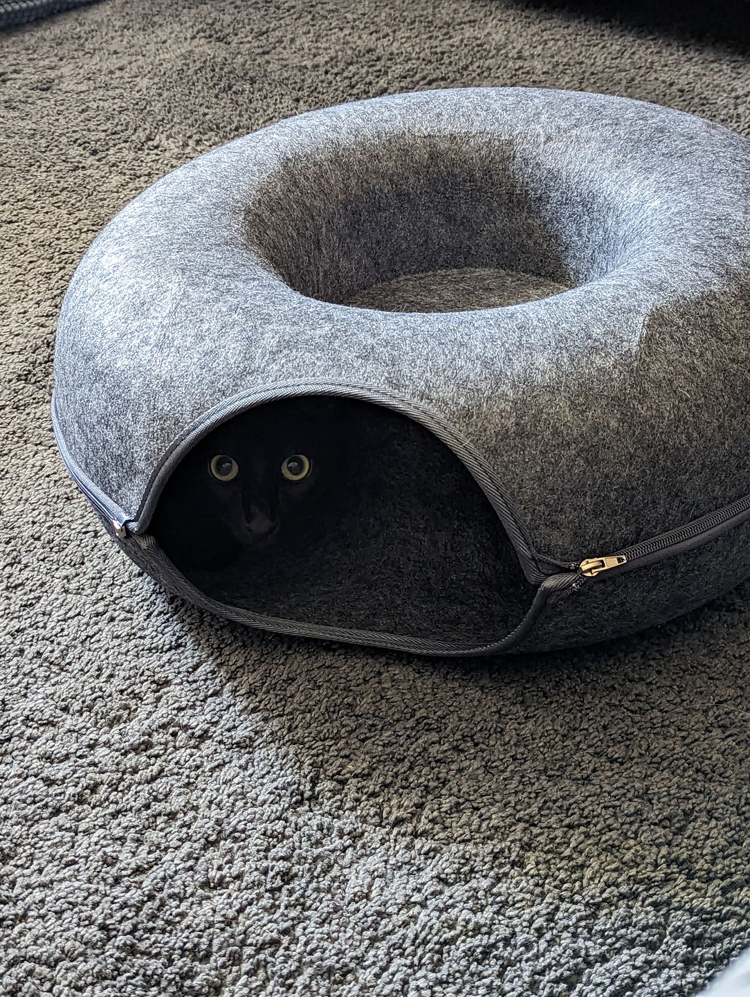 Parrfect Den - Luxus -Katzentunnel mit Schlafplatz-5
