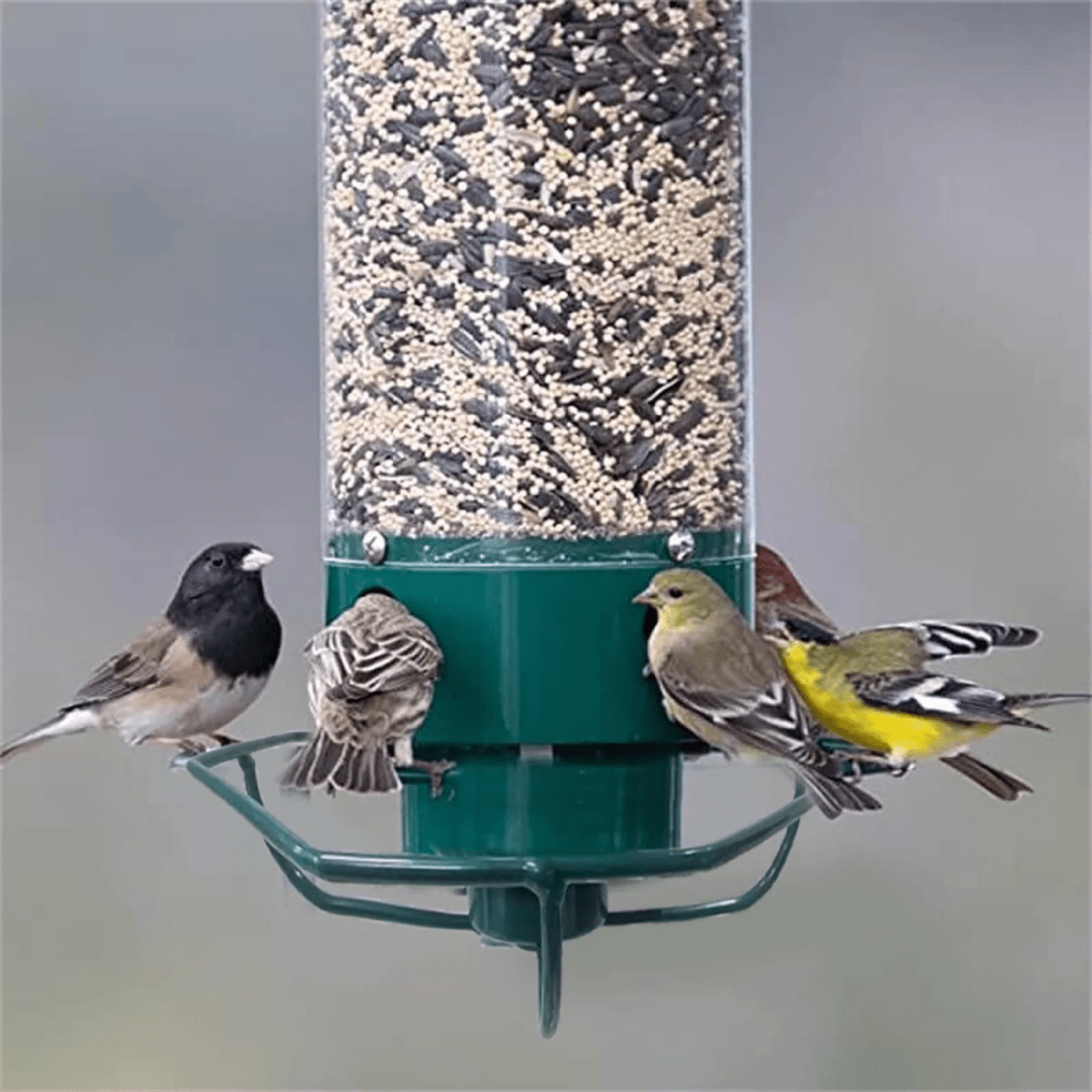 WILDFEED – Outdoor Vogelfutterspender mit Multi-Port System und Schutzfunktion